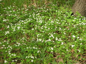 rue anemone patch