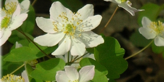 rue anemone