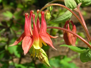 wild columbine