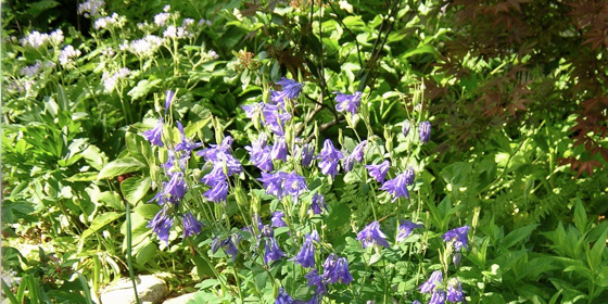 purple columbine at rp