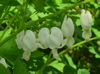 white bleeding heart