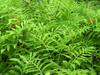royal ferns in quebec