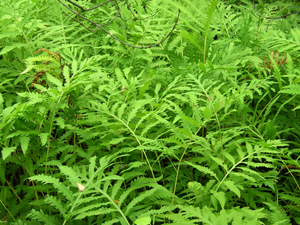 royal fern in quebec woods