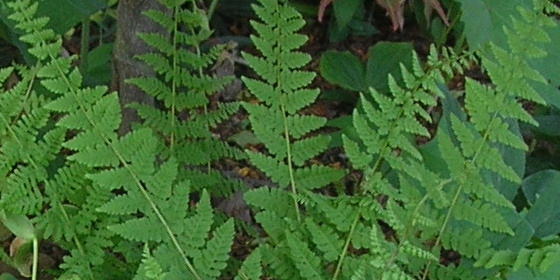 woodland fern