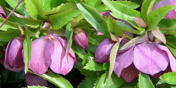 purple hellebore at science center