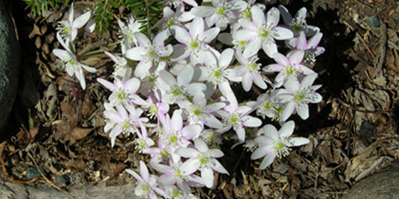 hepatica acutiloba