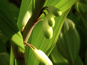 variegated solomons seal flowers