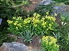 yellow primrose