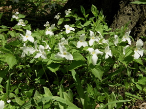 trillium grandiflorum clump