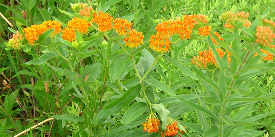 butterfly weed