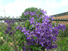 purple clematis