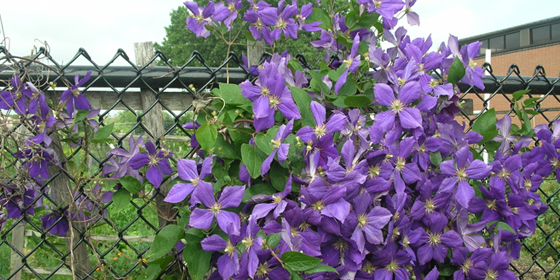 purple clematiis