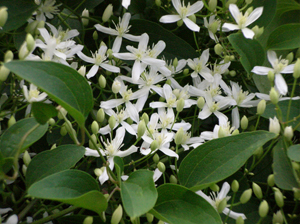 sweet autumn clematis close