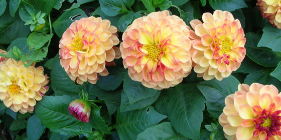 orange border dahlia