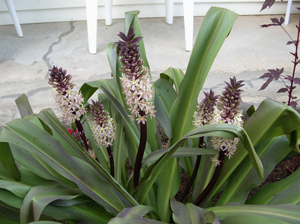 eucomis sparkling burgundy