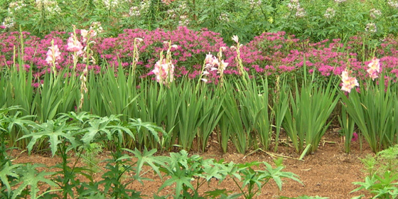 gladiola in large flower bed in newton