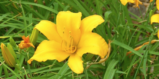 yellow daylily