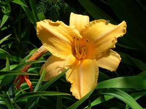 melon daylily