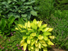 golden hosta