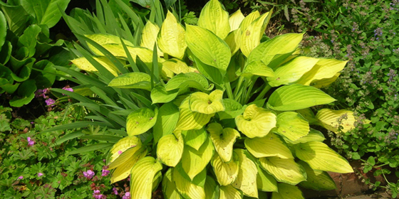 golden leaf hosta variety