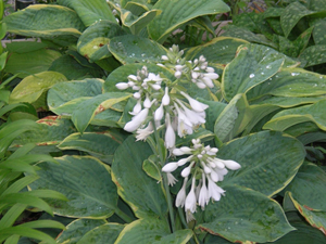 hosta flowering