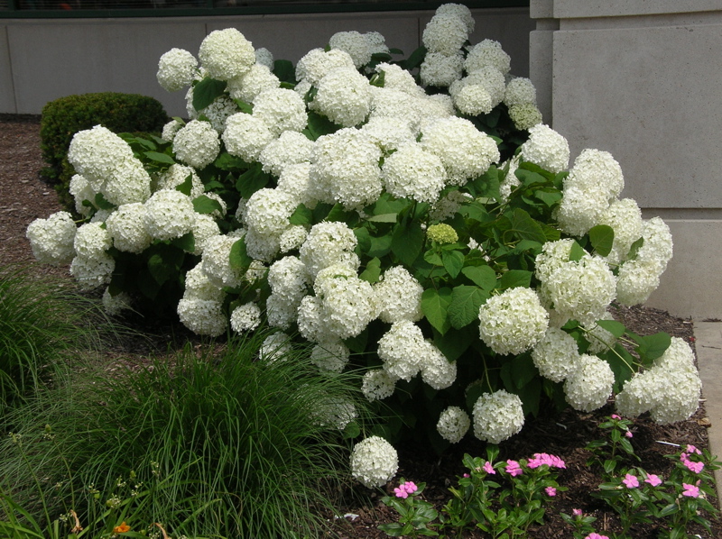 hydrangea_annabelle.jpg