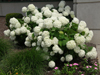 hydrangea arborescens