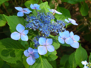hosta flowering