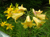 lily golden splendour