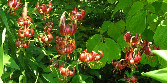 lilium martagon planting