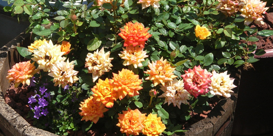 orange mini rose in wooden barrel