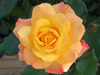 rio samba rose flower