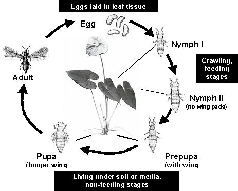 thrips cycle
