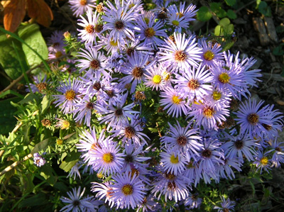 Raydon's Flower Cluster
