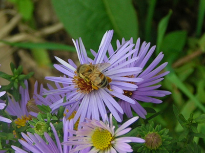 Bee getting pollen