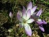 <i>Colchicum speciosum </i>