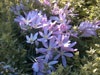 Colchicum 