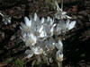 Colchicum autumnale 