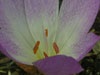 inside clochicum flower