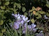 Colchicum under serviceberry