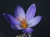 crocus-speciosus-close