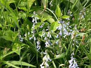 spanish hyacinth