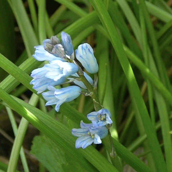 spanish hyacinth close