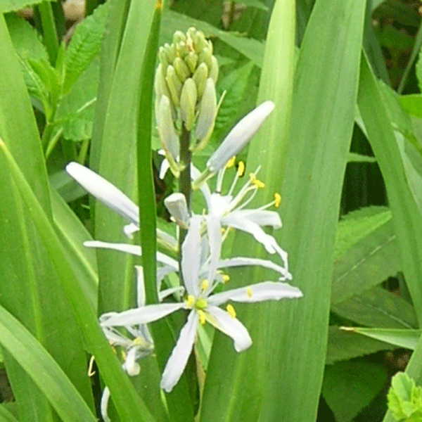 camass cusickii