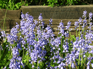 spanish bluebells