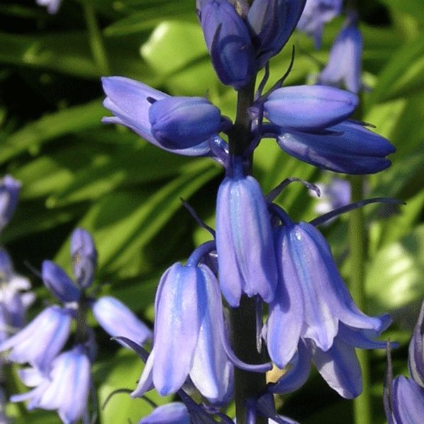 Spanish bluebell close up