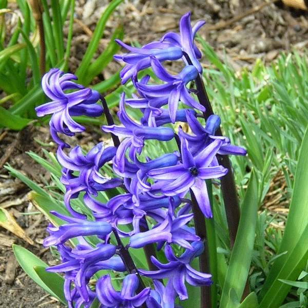 hyacinths