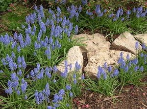 Muscari in  garden