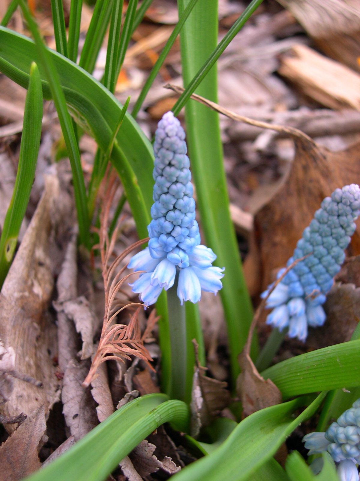 Muscari azureum