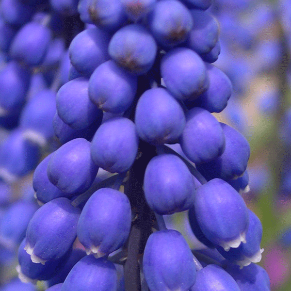 grape hyacinth close up
